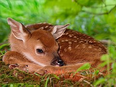 Two-Day-Old Baby White-Tailed Fawn